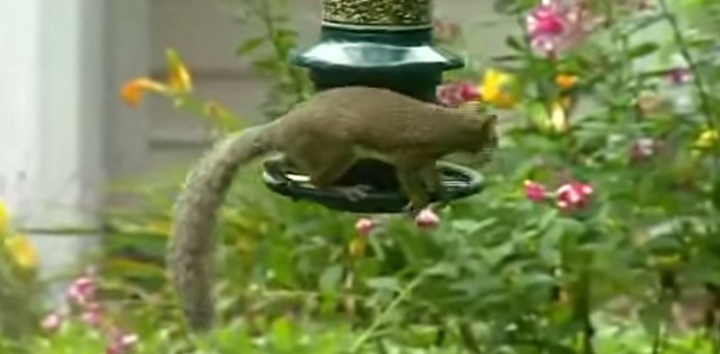How To Keep Squirrels Out Of My Bird Feeder