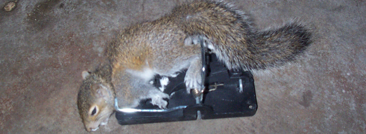How to find and remove a dead squirrel in a house