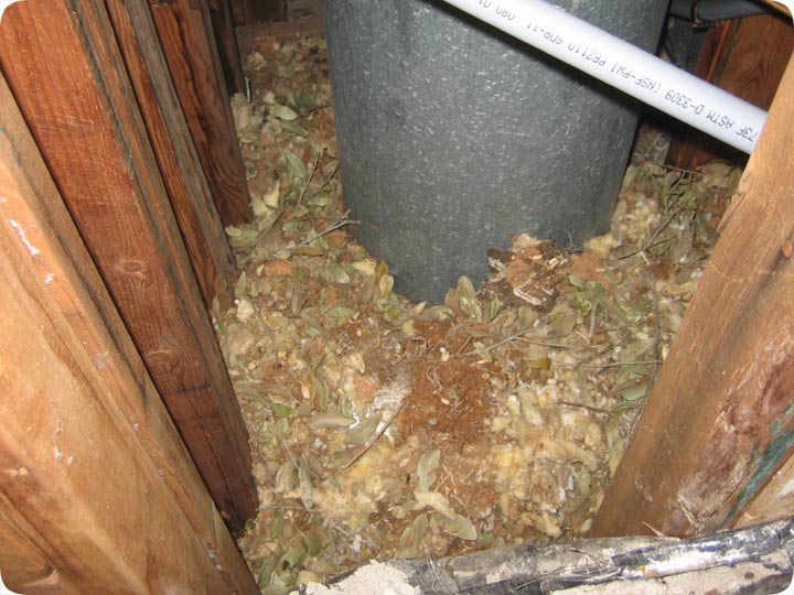 Photos of Damage from Squirrels in Attic  Torn Ducts, Wires, Pipes