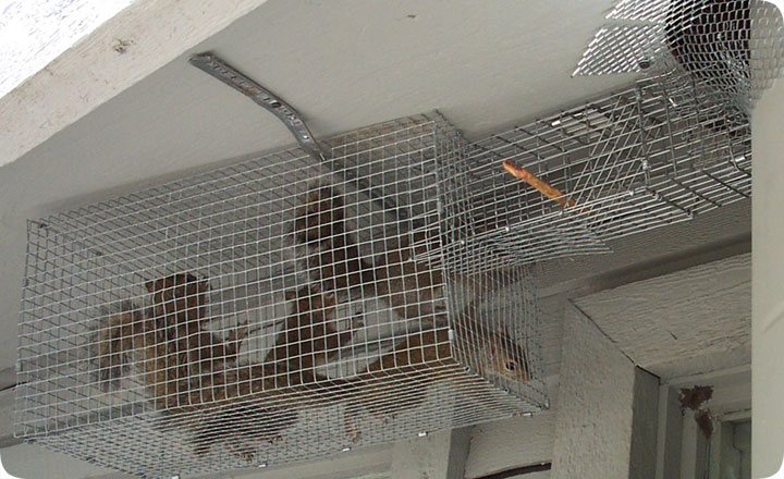 Squirrels In The Ceiling How To Get Rid Of And Remove Them