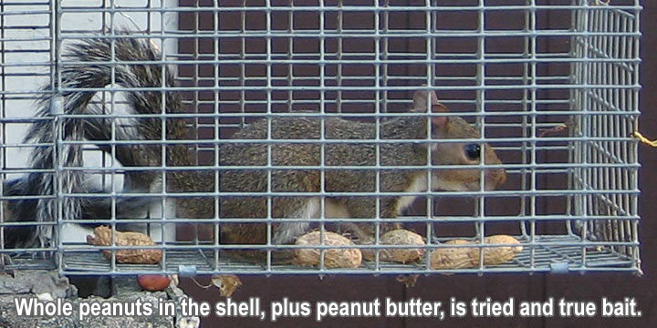 Squirrel Bait - What Lure or Food to Use to Trap and Catch Squirrels?