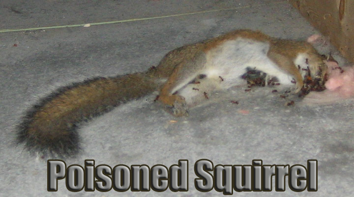Got squirrels? You can get rid of them, if you're OK with rodenticide